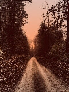 Дорога через лес обои