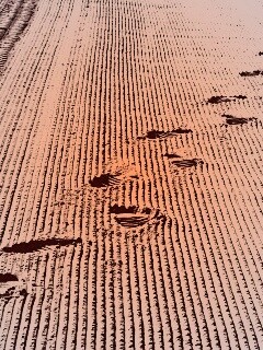 Следы на песке обои