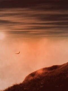 Птица парит над туманом обои