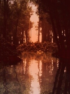 Болото в лесу обои