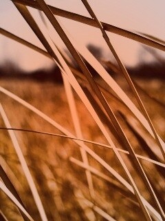 Желтая трава обои