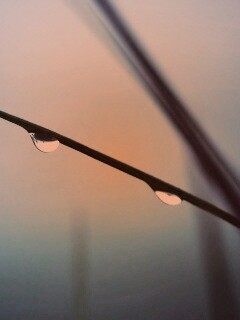 Трава после дождя обои