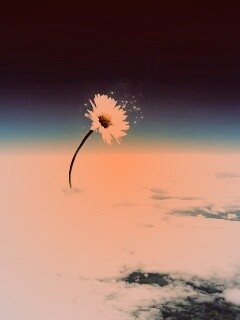 Ромашка в стратосфере обои