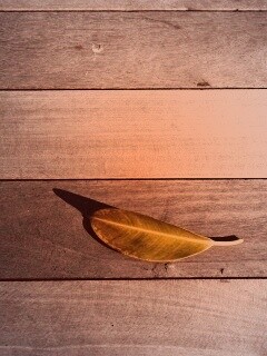 Лист на деревянном полу обои