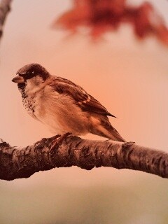 Птичка на ветке обои