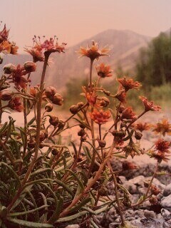 Горные цветы обои