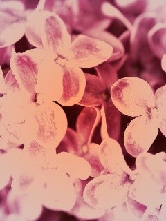 Цветы сирени обои