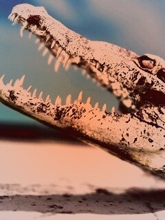 Крокодил разинул пасть обои