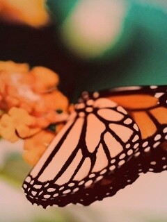 Бабочка на цветке в макро обои