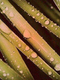 Капли на траве обои