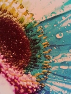 Цветик семицветик обои