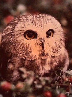 Маленькая сова в ягодах обои