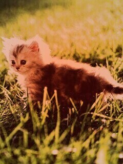 Котёнок в траве обои