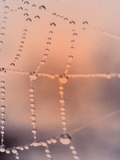 Капли росы на паутине обои