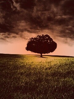 Одинокое дерево под грозовым небом обои