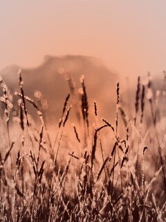 Поле пшеницы обои