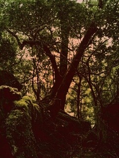 Чаща мшистого леса обои