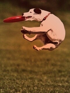 Ловкач обои