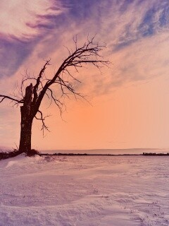 Сломанное дерево в снежной тундре обои