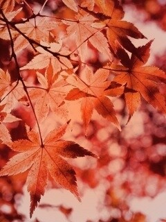 Осенние листья обои