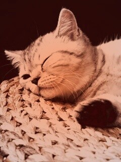 Пушистый кот спит на корзине обои