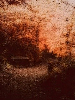 Скамейке в чаще парка обои