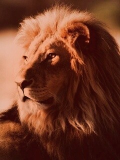 Царь зверей обои