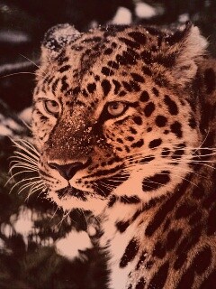 Леопард у заснеженной ели обои