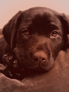 Сонный щенок немецкого поинтера обои