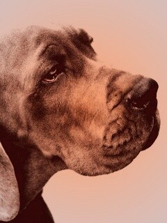 Грустная собака обои