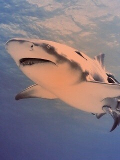 Красивая глубоководная акула обои