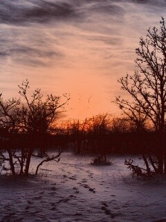 Закат в зимнем лесу обои