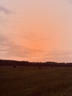 Дорога к лесу обои