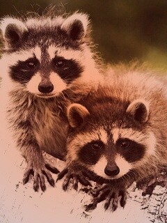 Полосатики обои