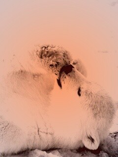 Мишка на севере обои