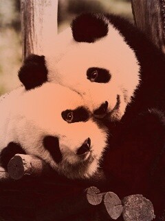 Панды обои