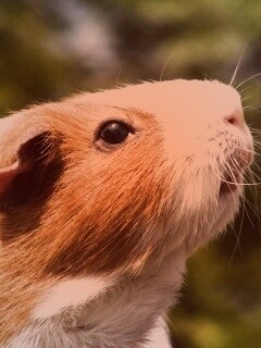 Морская свинка - романтик обои