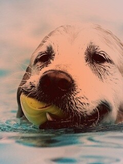 Пёс с игрушкой в зубах обои