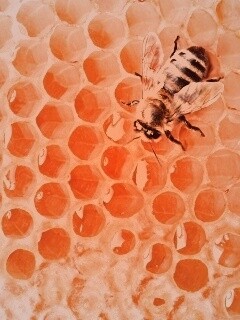 Пчела на сотах с медом обои