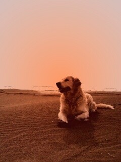 Красивая собака на оранжевом песке обои