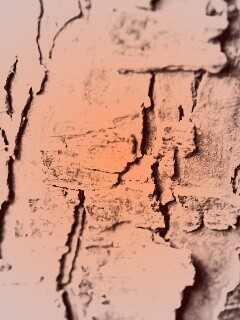 Белая кора обои