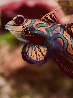 Разноцветная рыбка обои