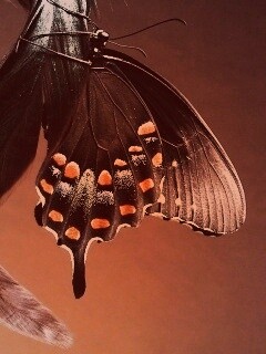 Красивая бабочка обои