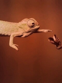 Ящерка тянется к ветке обои