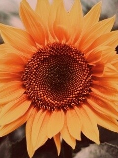 Подсолнух на поле обои