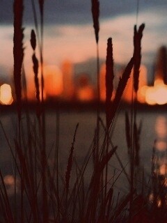 Камыш на фоне вечерних огней обои