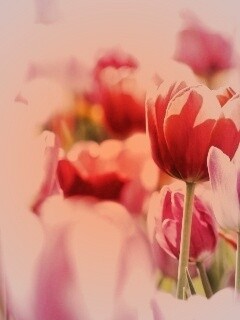 Красивые тюльпаны обои