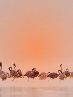 Flamingos обои