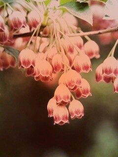 Красные колокольчики обои