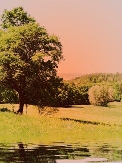 Дерево у воды обои